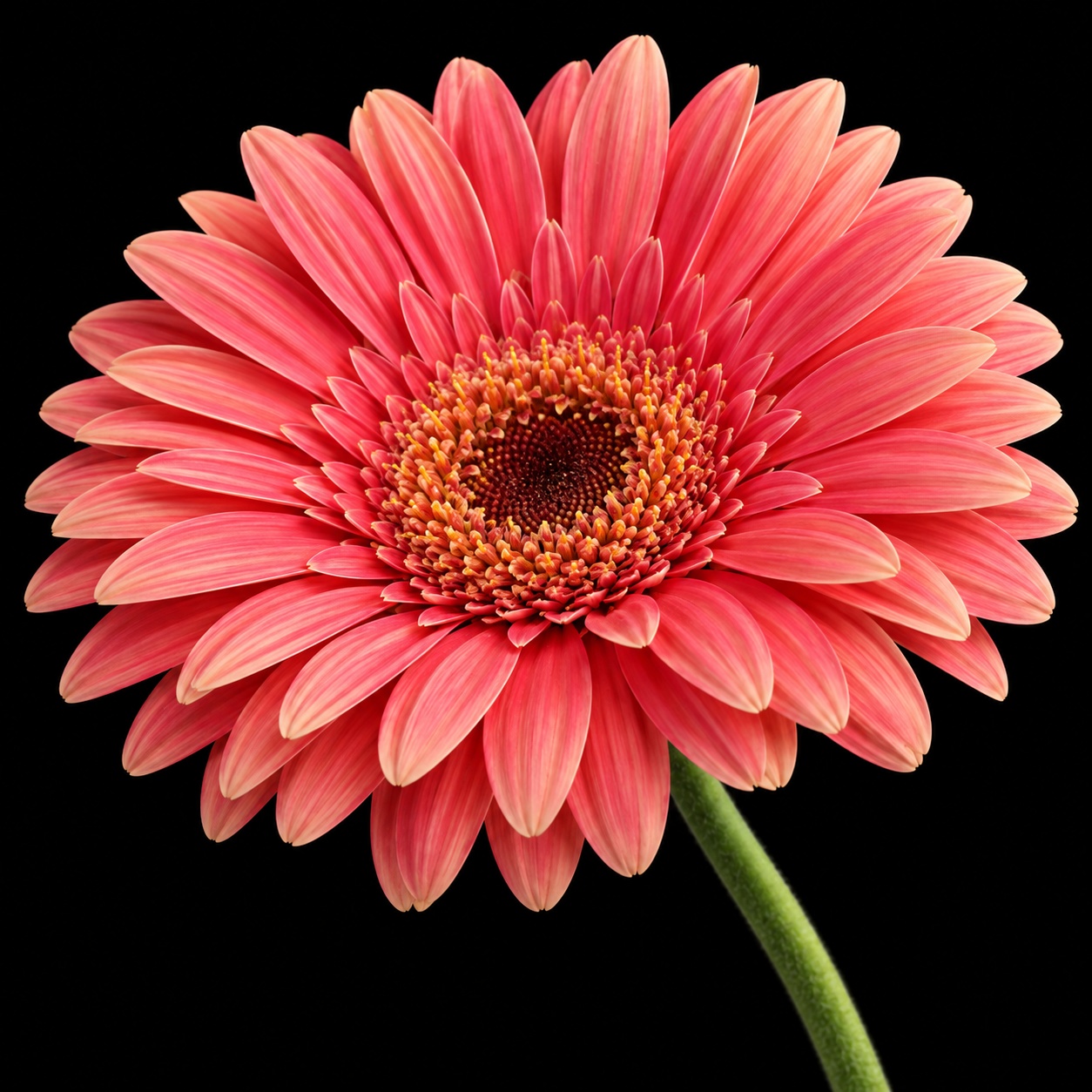 Bloem